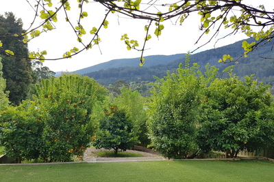 View from rumpus room